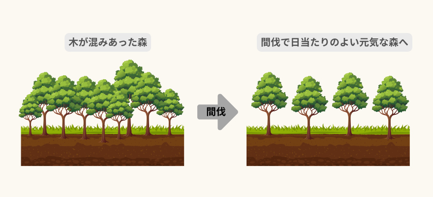 木が混みあった森を間伐することによって、日当たりのよい森になることを示した図