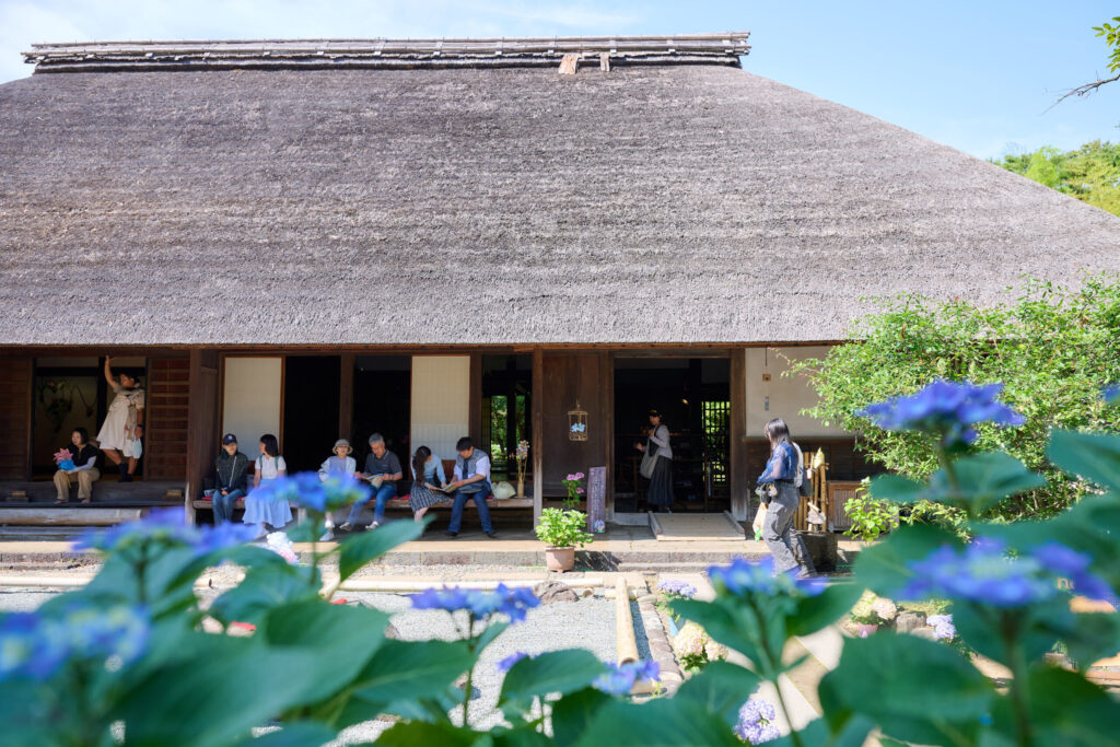 開成町にある築300年の「あしがり郷 瀬戸屋敷」をバックにあじさいを撮っている様子