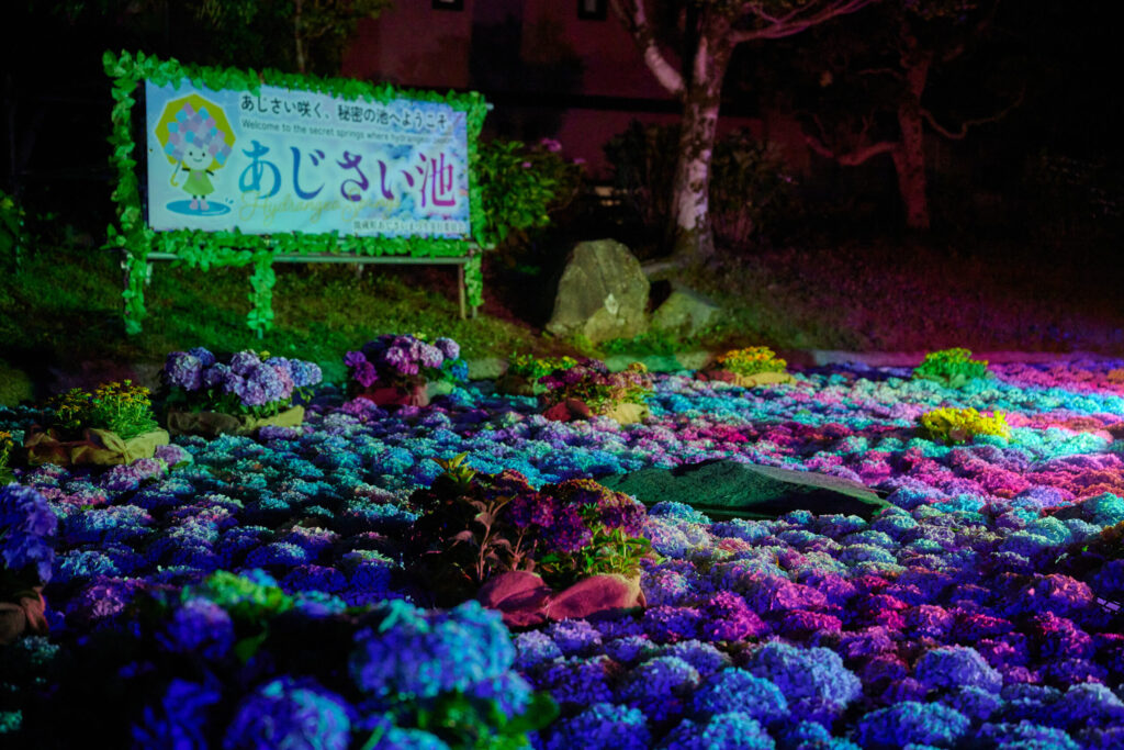 あじさいまつりで写真スポットになるあじさい池が夜、ライトアップされている様子
